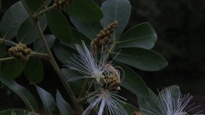 Inga uraguensis, photographed by Patricio Cowper Coles
