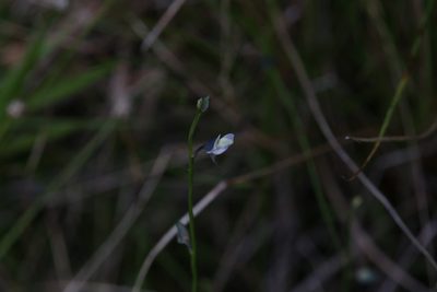 Utricularia uliginosa, photographed by Hugo Innes