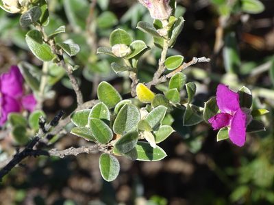 Podalyria burchellii, photographed by Shaun Swanepoel