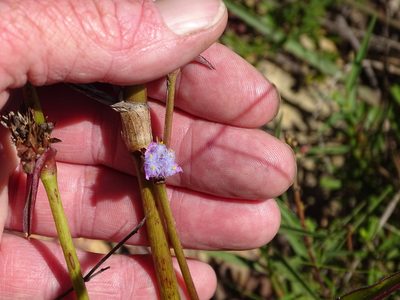 Cyanotis speciosa, photographed by Shaun Swanepoel