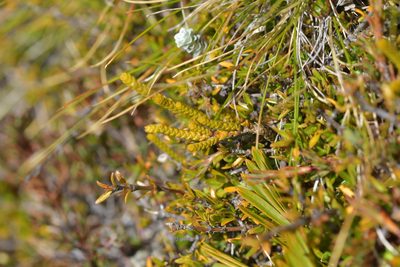 Veronica lycopodioides, photographed by Christopher Stephens