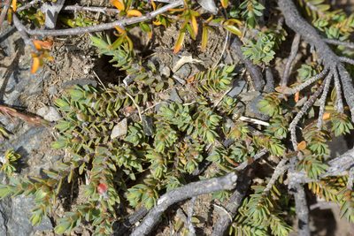 Pimelea oreophila, photographed by Christopher Stephens