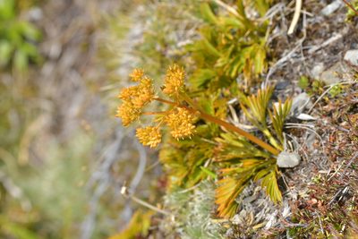 Aciphylla similis, photographed by Christopher Stephens