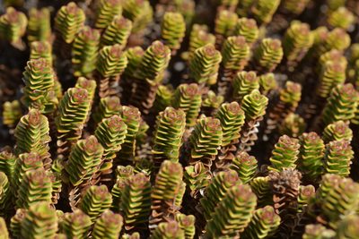 Veronica epacridea, photographed by Christopher Stephens