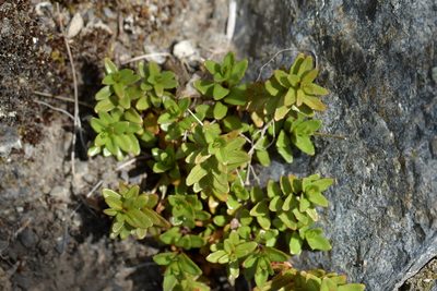 Epilobium glabellum, photographed by Christopher Stephens