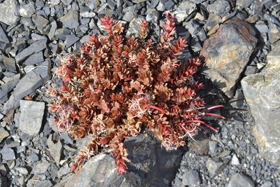 Epilobium porphyrium, photographed by Christopher Stephens
