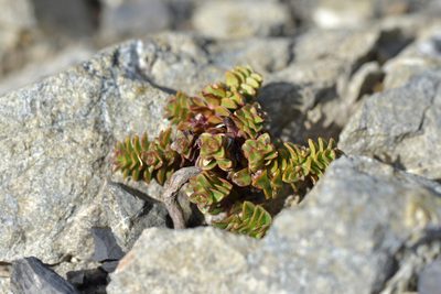 Veronica epacridea, photographed by Christopher Stephens
