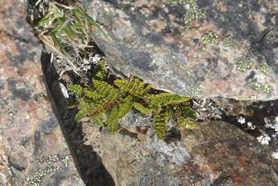 Anisotome flexuosa, photographed by Christopher Stephens