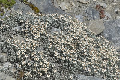 Leucogenes grandiceps, photographed by Christopher Stephens