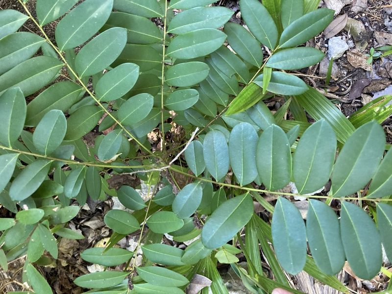 Simarouba glauca, photographed by Bill Michalek