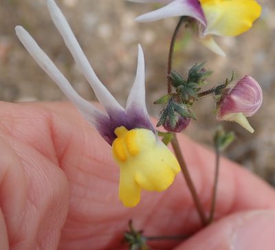 Nemesia cheiranthus, photographed by Peter Warren