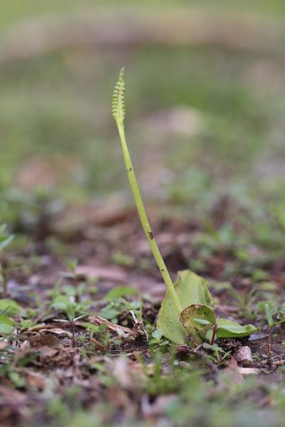 Ophioglossum crotalophoroides, photographed by Andy Jordan