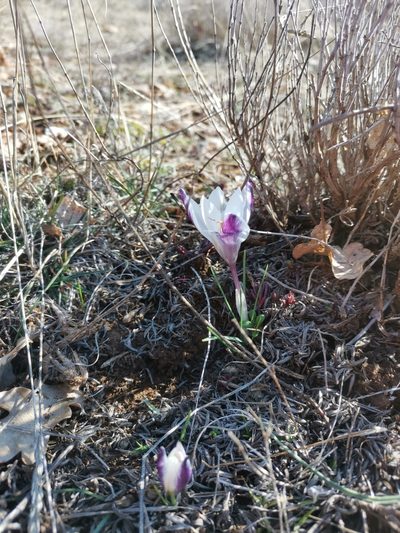 Crocus weldenii, photographed by Ljaž