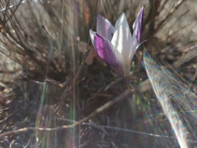 Crocus weldenii, photographed by Ljaž