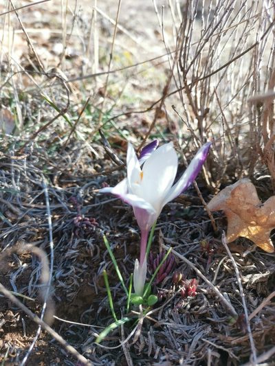 Crocus weldenii, photographed by Ljaž
