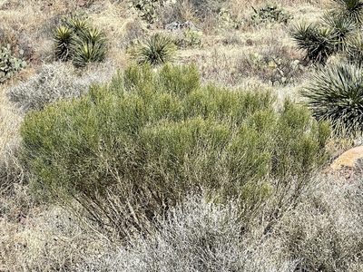 Baccharis sarothroides, photographed by CK2AZ
