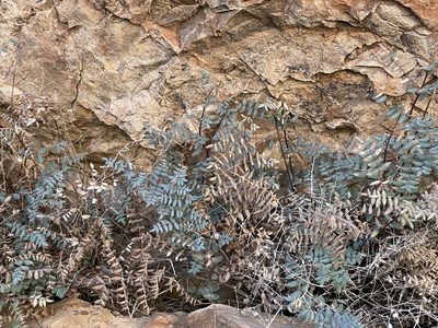 Pellaea truncata, photographed by CK2AZ