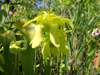 Sarracenia oreophila, photographed by John P Friel