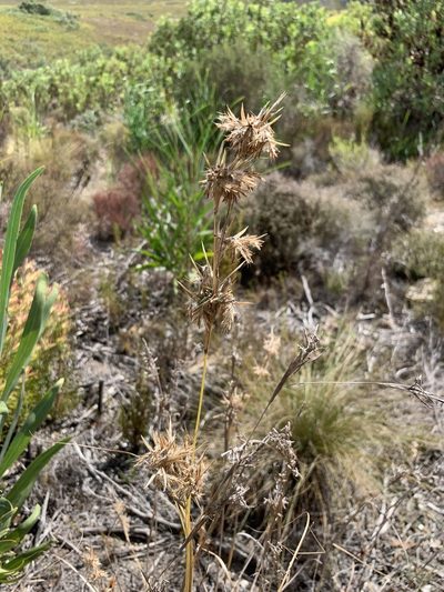 Cymbopogon marginatus, photographed by Dave Richardson