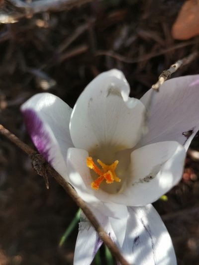 Crocus weldenii, photographed by Ljaž