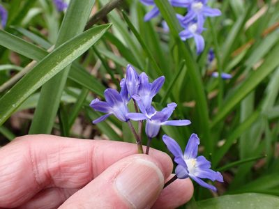 Scilla forbesii, photographed by Anthony O'Leary
