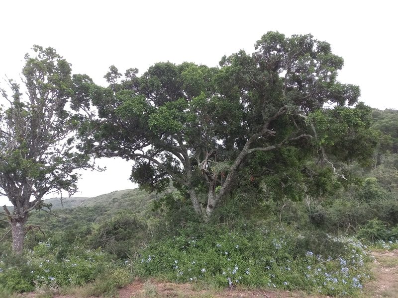 Schotia latifolia, photographed by Christiaan Viljoen