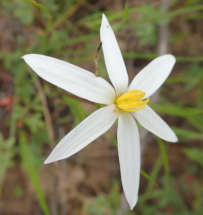 Pauridia serrata, photographed by Peter Warren
