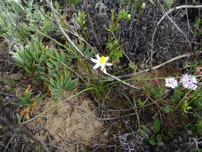 Pauridia serrata, photographed by Peter Warren
