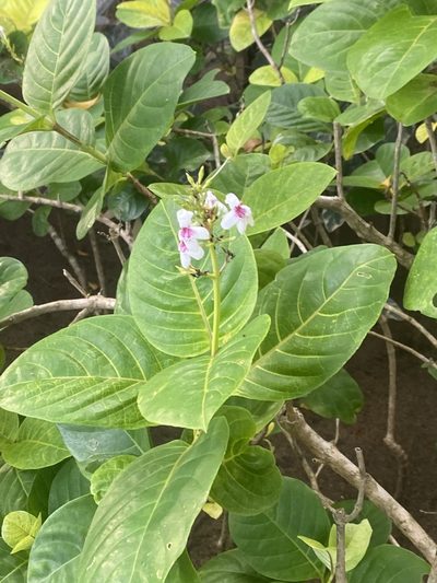 Pseuderanthemum maculatum, photographed by Adam Mark Lucas-Krol
