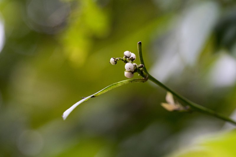 Deeringia polysperma, photographed by Licheng Shih