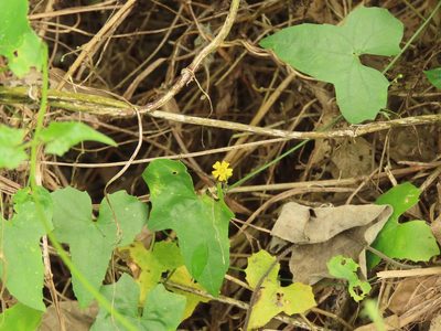 Melothria pendula, photographed by chiuluan