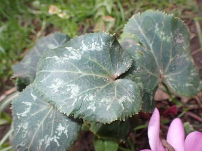 Cyclamen persicum, photographed by Anthony O'Leary