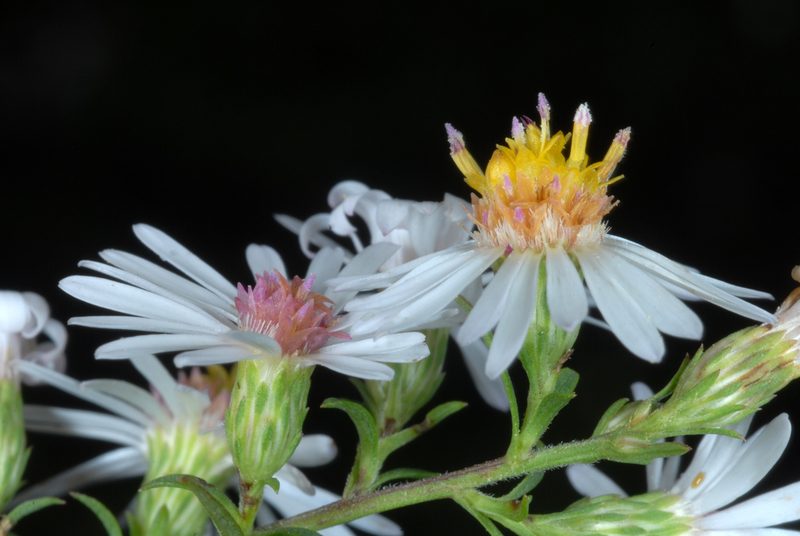 Symphyotrichum racemosum, photographed by Douglas Goldman