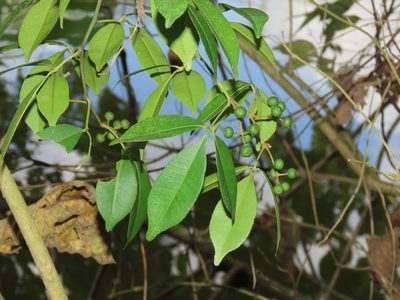 Zanthoxylum asiaticum, photographed by chiuluan