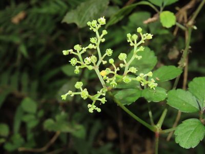 Causonis japonica, photographed by chiuluan