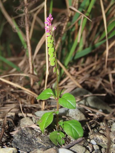 Polygala tatarinowii, photographed by chiuluan