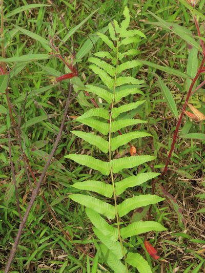 Ampelopteris prolifera, photographed by chiuluan