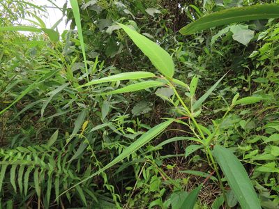 Boehmeria densiflora, photographed by chiuluan