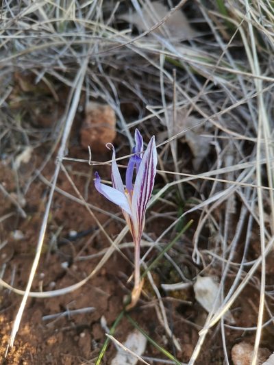 Crocus variegatus, photographed by Ljaž