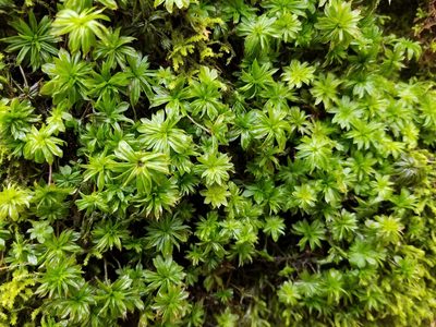 Rhodobryum ontariense, photographed by Leila Dasher