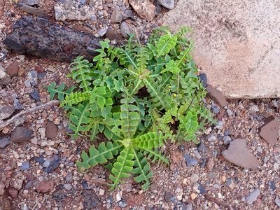 Sonchus latifolius, photographed by Thibaud Aronson