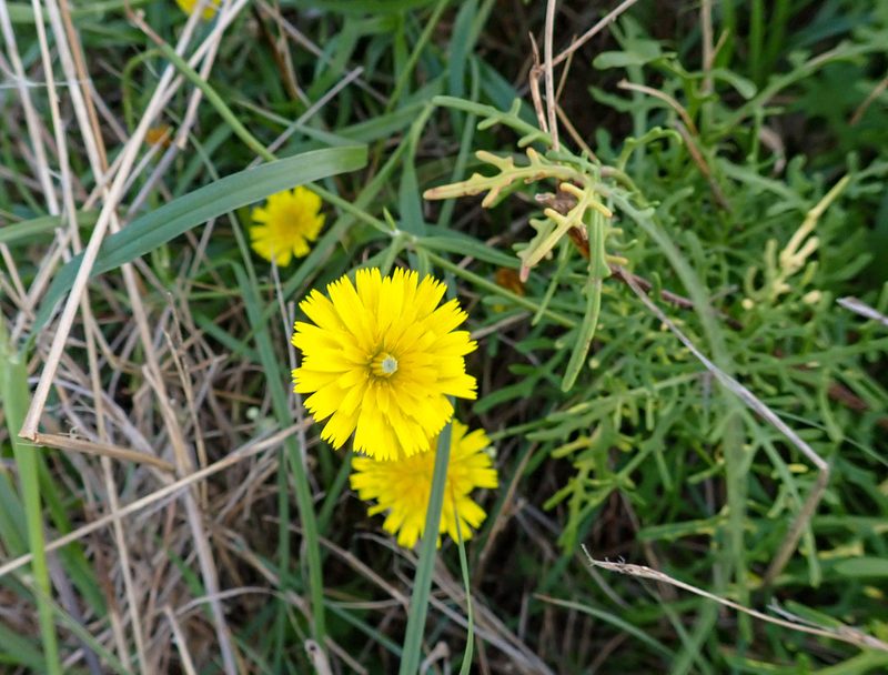 Tolpis succulenta, photographed by Thibaud Aronson