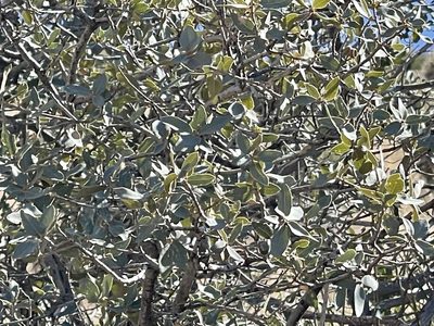 Quercus grisea, photographed by CK2AZ