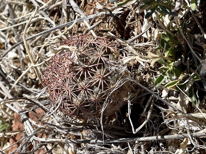 Sclerocactus intertextus, photographed by CK2AZ