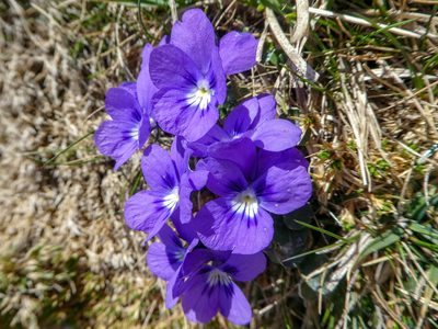 Viola alpina, photographed by Philipp Pavelka