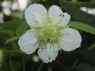 Rubus croceacanthus, photographed by chiuluan