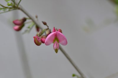 Coursetia axillaris, photographed by Center for Urban Ecology