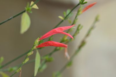 Dicliptera sexangularis, photographed by Center for Urban Ecology