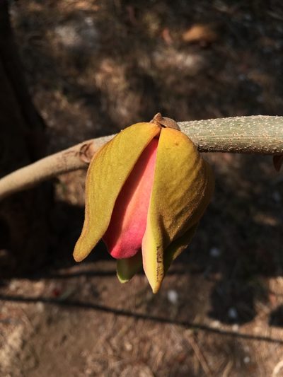 Annona purpurea, photographed by Daniel Pineda Vera