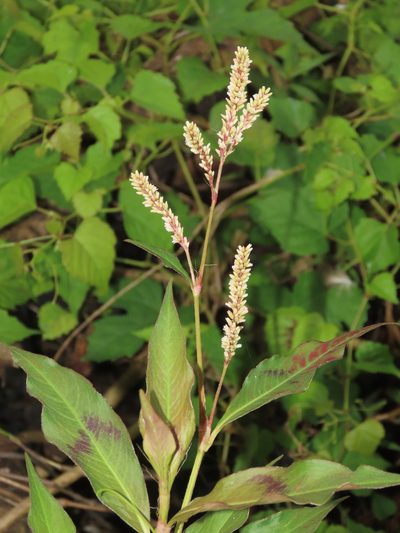 Persicaria barbata, photographed by chiuluan
